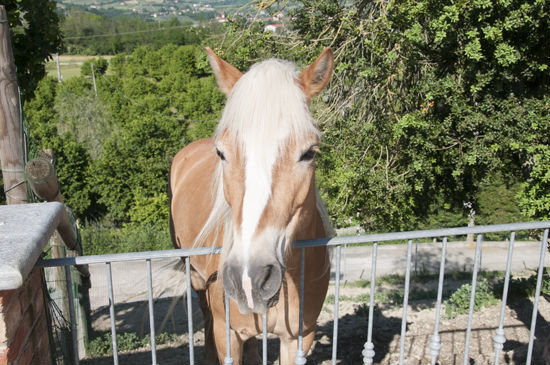 escursioni a cavallo