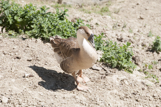 Oca da guardia Giuliva